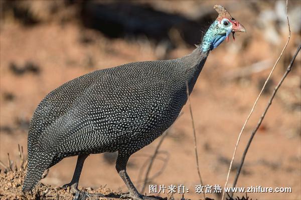 珍珠雞怎么做好吃？