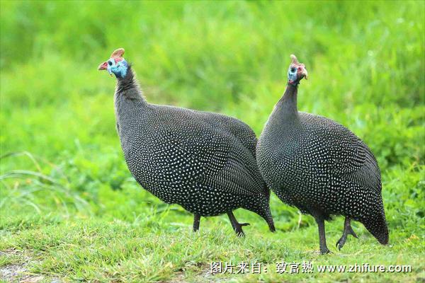 珍珠雞能長到多少斤？