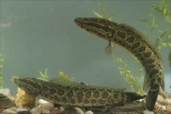 家里養黑魚養幾條好?養黑魚風水