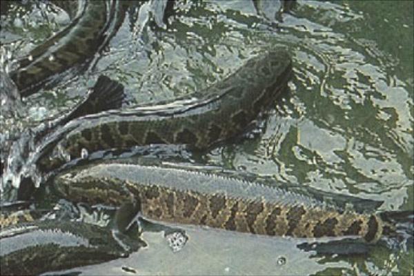 家里養黑魚養幾條好?養黑魚風水