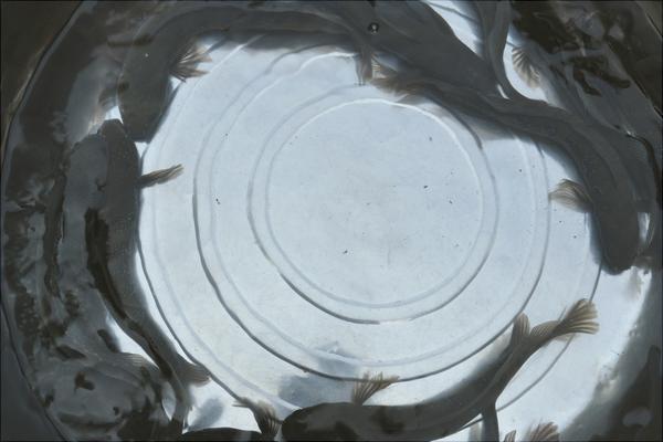 家里養黑魚養幾條好?養黑魚風水