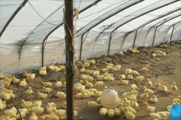 塑料大棚大棚養(yǎng)鵝怎么養(yǎng)？大棚怎么搭建？有什么優(yōu)勢？