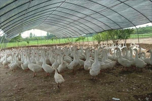 塑料大棚大棚養(yǎng)鵝怎么養(yǎng)？大棚怎么搭建？有什么優(yōu)勢？