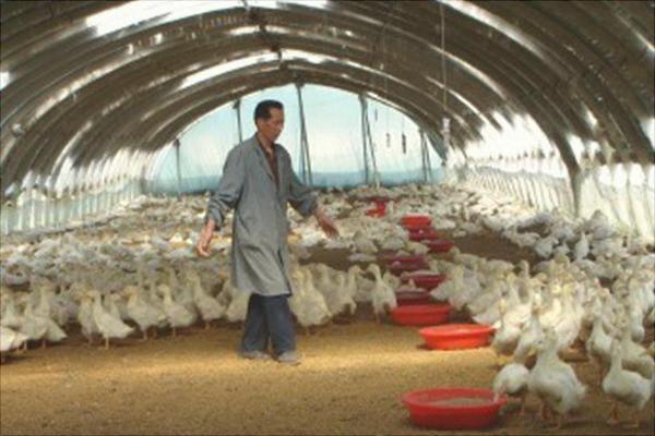 塑料大棚大棚養(yǎng)鵝怎么養(yǎng)？大棚怎么搭建？有什么優(yōu)勢？