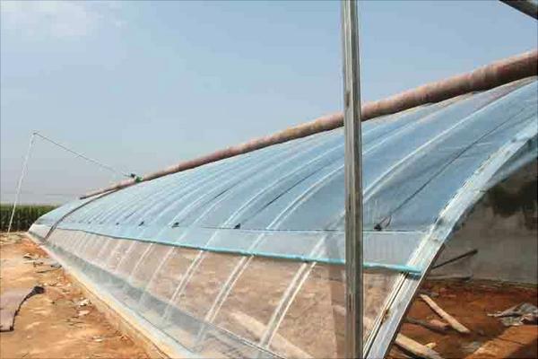 塑料大棚大棚養(yǎng)鵝怎么養(yǎng)？大棚怎么搭建？有什么優(yōu)勢？