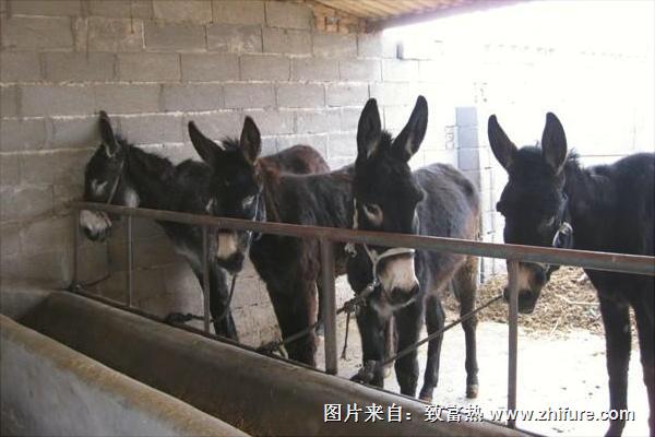 養(yǎng)驢為什么不賺錢