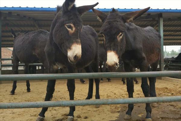 養驢為什么不賺錢