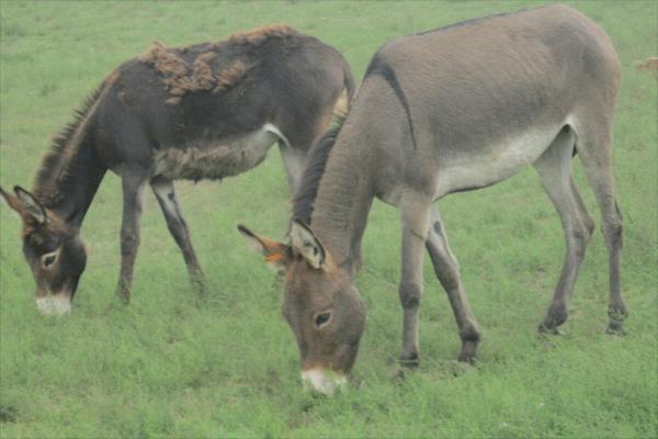 養驢為什么不賺錢