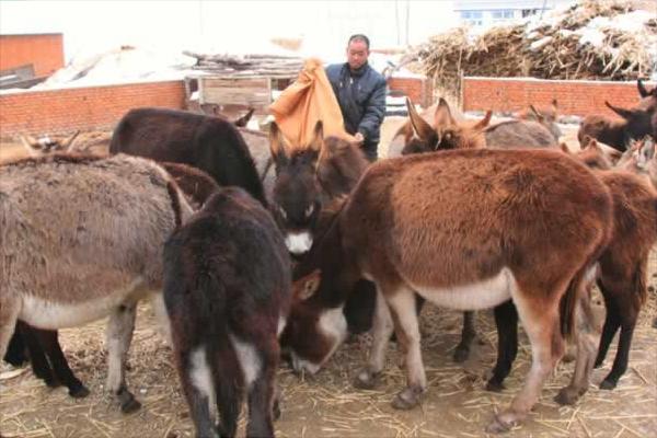 養驢為什么不賺錢