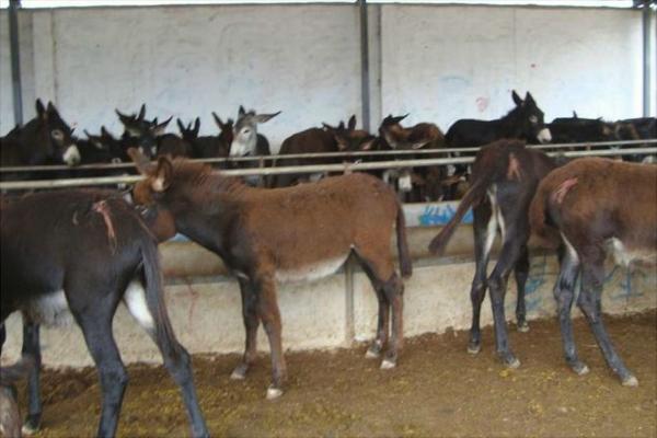 養驢為什么不賺錢