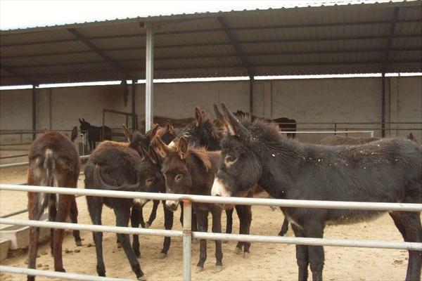 養驢為什么不賺錢