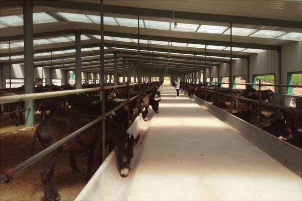 養驢為什么不賺錢