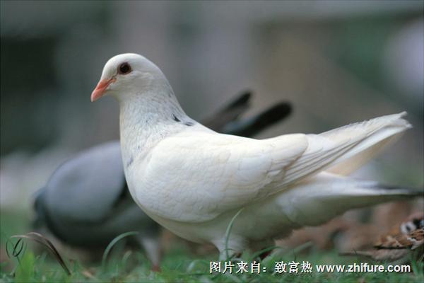 肉鴿的品種有哪些？