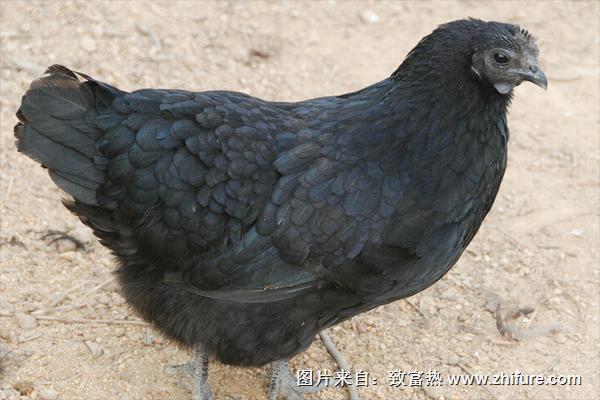 男人吃烏雞有什么好處？