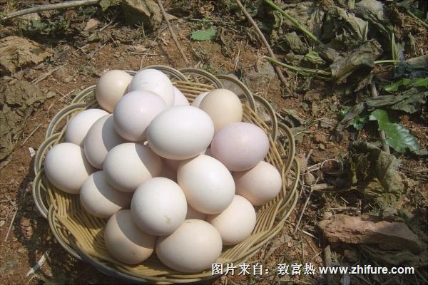 土雞蛋和普通雞蛋的區別是什么？