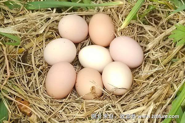 土雞蛋和飼料雞蛋營養價值一樣嗎？