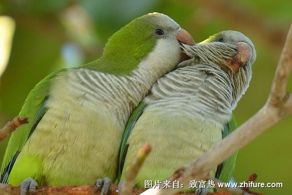 和尚鸚鵡會說話嗎？和尚鸚鵡說話能力