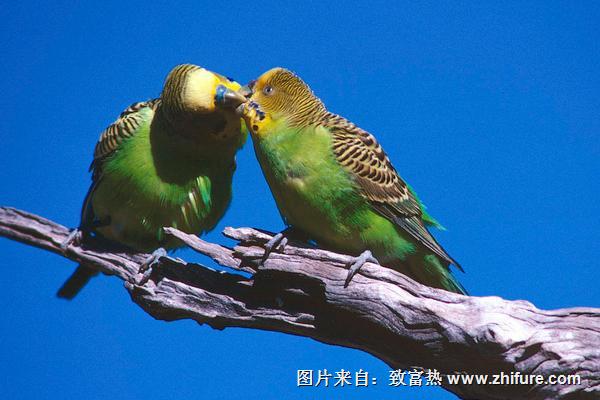 虎皮鸚鵡能活多少年？