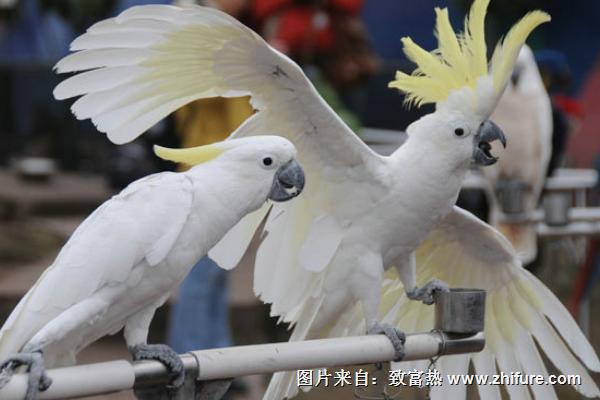 葵花鸚鵡會說話嗎？