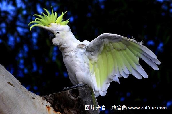 葵花鸚鵡價格多少錢一只？