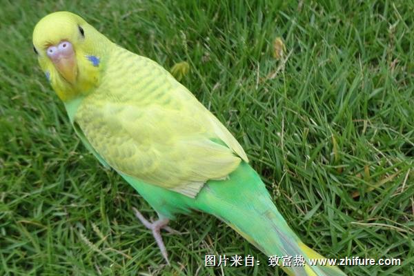 虎皮鸚鵡會說話嗎？