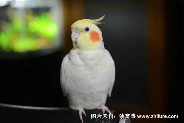 如何挑選玄鳳鸚鵡？