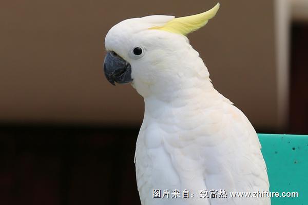 葵花鸚鵡壽命有多長？