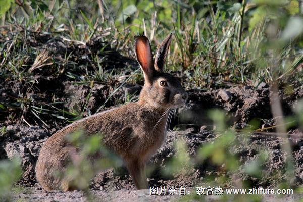 野兔圖片大全