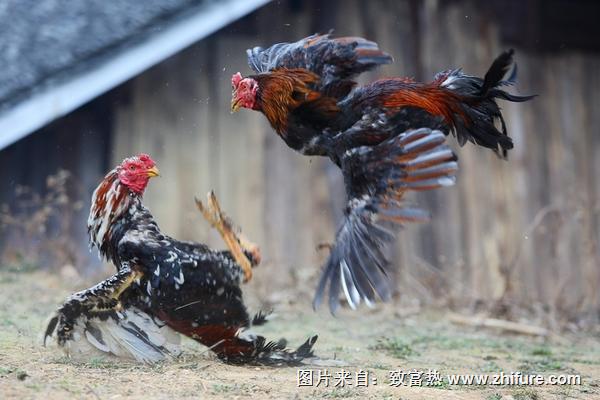 怎么選一個好斗雞?