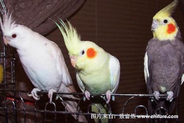 玄鳳鸚鵡怎么分公母？