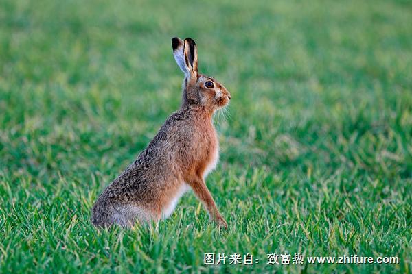 野兔價格多少錢一只？