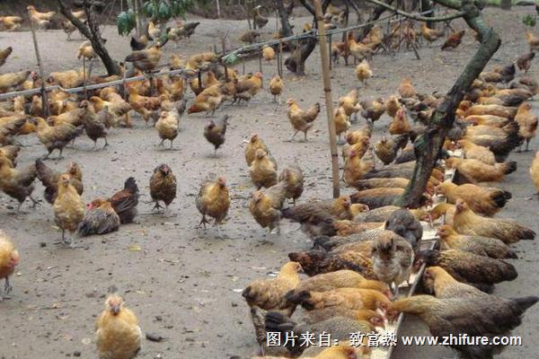 2018養(yǎng)雞賺錢嗎？養(yǎng)雞的利潤與投資成本及前景預(yù)測