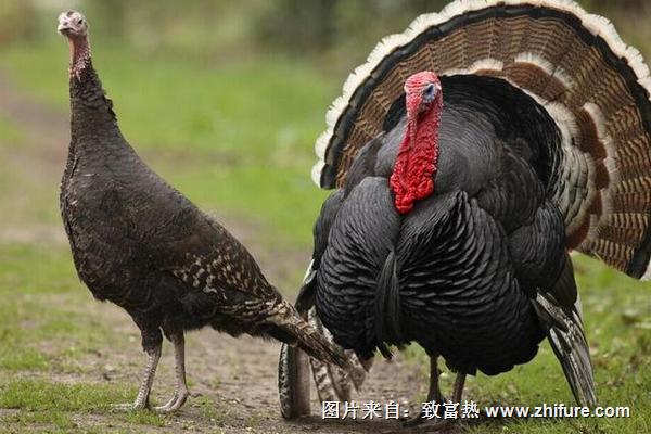 哪里有火雞苗賣？