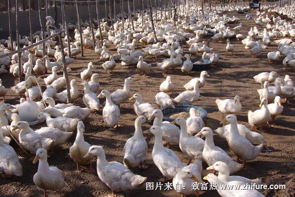 2018養(yǎng)鴨賺錢(qián)嗎？養(yǎng)鴨的利潤(rùn)與投資成本及前景預(yù)測(cè)