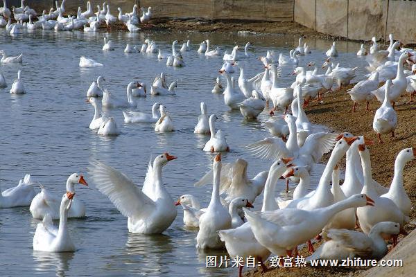 2018養鵝賺錢嗎？養鵝的利潤與投資成本及前景預測