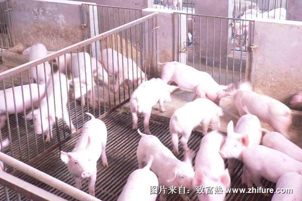 2018養豬賺錢嗎？養豬的利潤與投資成本及前景預測