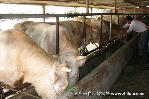 2018養牛賺錢嗎？養牛的利潤與投資成本及前景預測