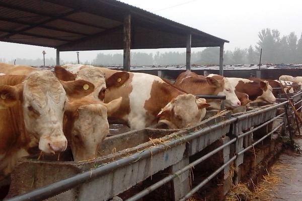 2018養牛賺錢嗎?養牛的利潤與投資成本及前景預測