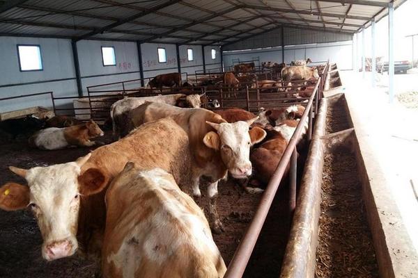 2018養牛賺錢嗎?養牛的利潤與投資成本及前景預測