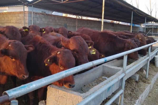 2018養牛賺錢嗎?養牛的利潤與投資成本及前景預測
