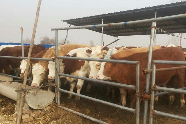 2018養牛賺錢嗎?養牛的利潤與投資成本及前景預測