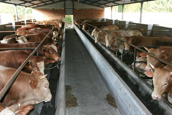 2018養牛賺錢嗎?養牛的利潤與投資成本及前景預測