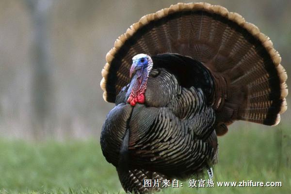 火雞苗價格多少錢一只？