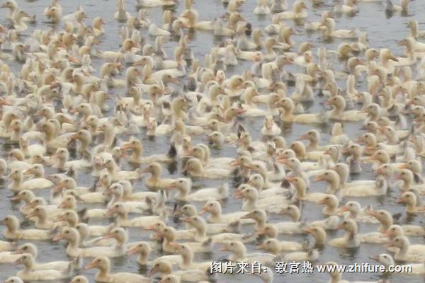 蛋鴨產蛋下降原因有哪些？