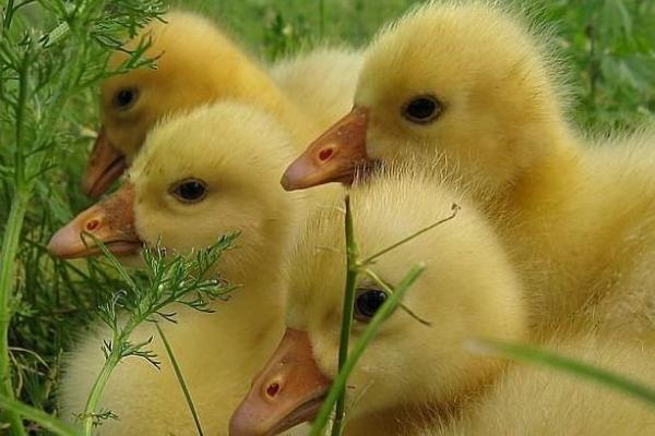 蛋鴨苗價格多少錢一只？