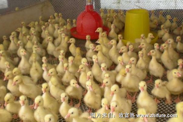 蛋鴨苗價格多少錢一只？