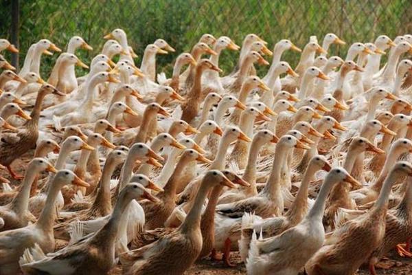 蛋鴨苗價格多少錢一只？