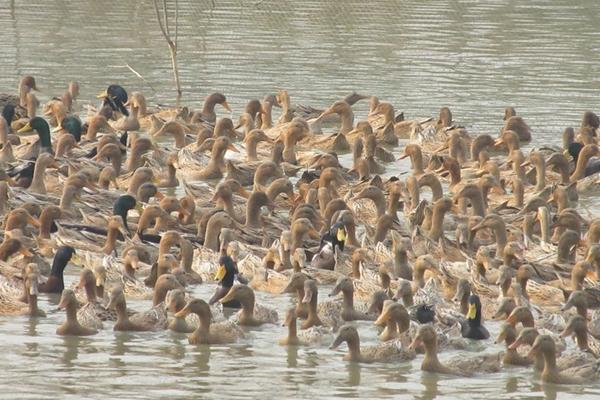 蛋鴨苗價格多少錢一只？