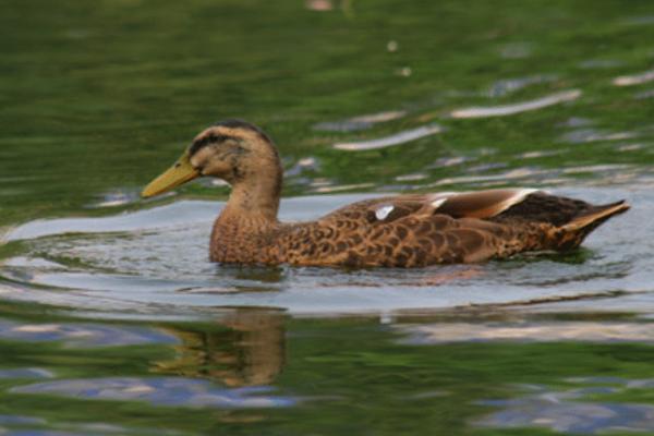 蛋鴨苗價格多少錢一只？