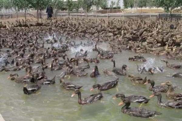 蛋鴨苗價格多少錢一只？